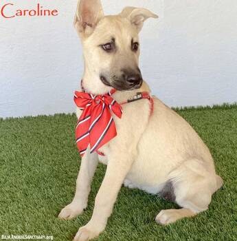 Caroline -  German Shepherd Dog Dog for Adoption in San Diego, California - Caroline | PetCurious