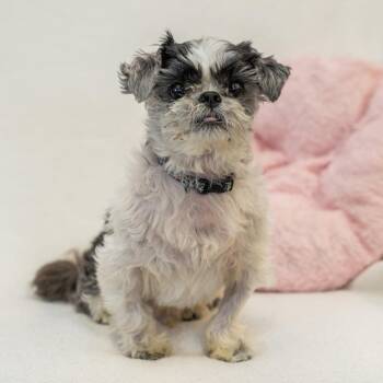 Mixed Breed Dogs Available for Adoption - Clarence | PetCurious