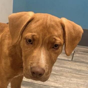 Labrador Retriever and Vizsla Dogs Available for Adoption - Molly | PetCurious