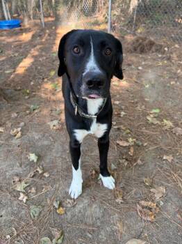 Ryder -  Labrador Retriever Dog for Adoption in Little Rock, Arkansas - Ryder | PetCurious