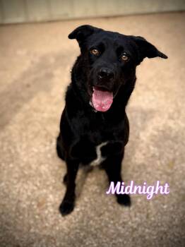 Rescue Black Labrador Retriever Dogs for Adoption in Boerne, Texas - Midnight | PetCurious