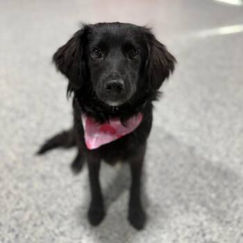 Chihuahua and Mixed Breed Dogs Available for Adoption - Claire | PetCurious