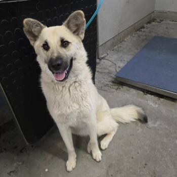 German Shepherd Dog and Mixed Breed Dogs Available for Adoption - CALLISTA | PetCurious