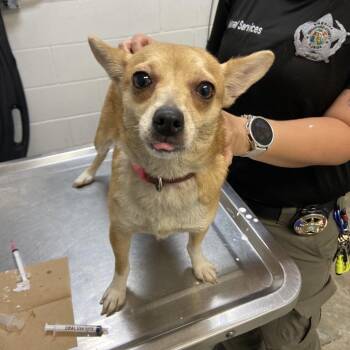 Minnie -  Mixed Breed Dog for Adoption in Melrose, Florida - Minnie | PetCurious