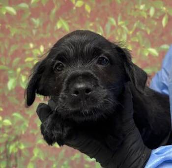 Raccoon -  Labrador Retriever and Mixed Breed Dog for Adoption in San Antonio, Texas - Raccoon | PetCurious