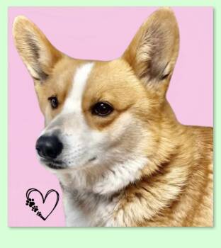 Pembroke Welsh Corgi Dogs Available for Adoption in Westfield, New York - Elizabeth  | PetCurious