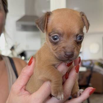 Chihuahua and Mixed Breed Dogs Available for Adoption in Sacramento, California - Riff | PetCurious