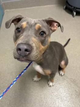 STORMY -  Pit Bull Terrier Dog for Adoption in Las Vegas, Nevada - STORMY | PetCurious
