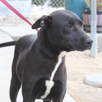 Pit Bull Terrier and Black Labrador Retriever Dogs Available for Adoption - Loui ✴ | PetCurious