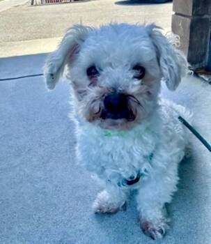 Canelo -  Maltipoo Dog Available for Adoption in Elk Grove, California - Canelo | PetCurious