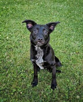Shelby -  Border Collie Dog for Adoption in Bay City, Michigan - Shelby | PetCurious