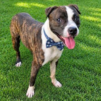 SID GS -  Pit Bull Terrier Dog for Adoption in Lucas, Texas - SID GS | PetCurious