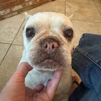 French Bulldog Dogs Available for Adoption - Mimi | PetCurious
