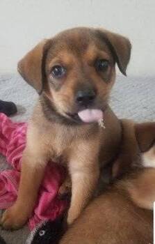 Shepherd and Australian Cattle Dog Blue Heeler Dogs Available for Adoption in Winter Park, Colorado - Daisy | PetCurious