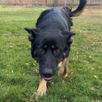 Oakley -  Mixed Breed Dog for Adoption in Medford, Oregon - Oakley | PetCurious