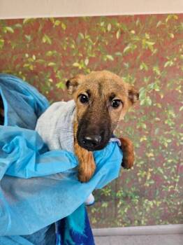 Berry -  Shepherd and Mixed Breed Dog for Adoption in San Antonio, Texas - Berry | PetCurious