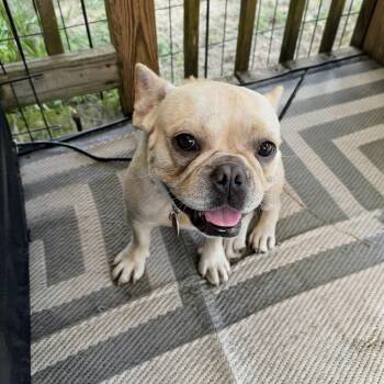 Apples -  French Bulldog Dog for Adoption in Douglas, Georgia - Apples | PetCurious