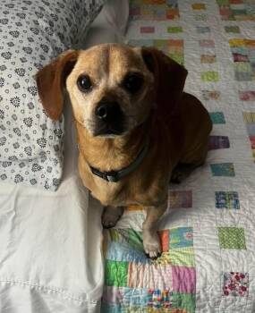 Joey -  Chiweenie Dog for Adoption in Coatesville, Pennsylvania - Joey | PetCurious