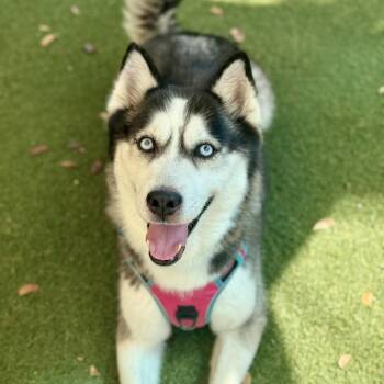 Husky Dogs Available for Adoption in Fort Lauderdale, Florida - Rosie | PetCurious