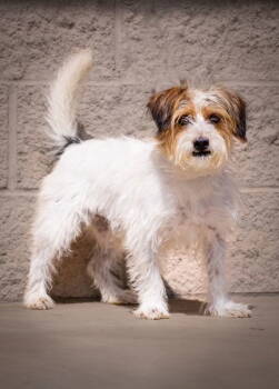 Rescue Jack Russell Terrier Dogs for Adoption in Columbia, Tennessee - Snoopy | PetCurious