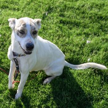 PYPER -  Pit Bull Terrier and Husky Dog for Adoption in Weatherford, Texas - PYPER | PetCurious