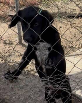 Adam -  Mixed Breed Dog for Adoption in Fresno, California - Adam | PetCurious