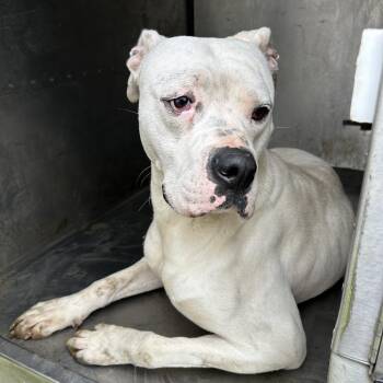 Boxer Dogs Available for Adoption - Eddie | PetCurious