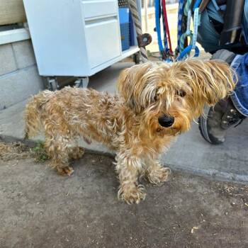 ROGELIO -  Silky Terrier and Mixed Breed Dog for Adoption in Long Beach, California - ROGELIO | PetCurious