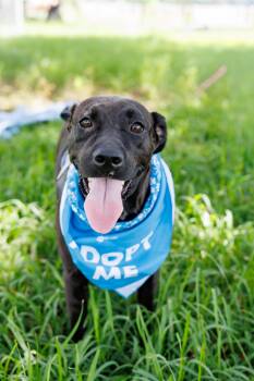 Caroline -  Black Labrador Retriever Dog for Adoption in Poplarville, Mississippi - Caroline | PetCurious