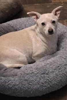 Chihuahua Dogs Available for Adoption in Princeton, Massachusetts - Malachi & Ozo | PetCurious
