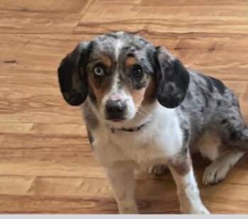Bonnie -  Beagle Dog for Adoption in Farmingdale, New York - Bonnie | PetCurious