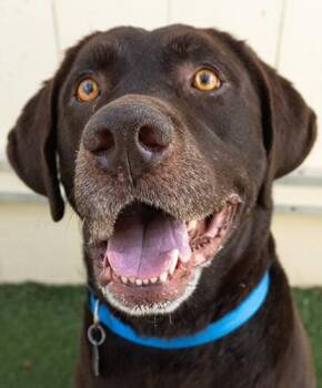 Labrador Retriever Dogs Available for Adoption in Encinitas, California - Gronk | PetCurious