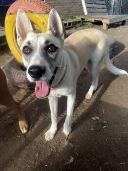 Rescue Cattle Dog Dogs for Adoption in Indianapolis, Indiana - Sallie Jo | PetCurious