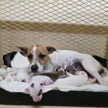 Dottie -  Mixed Breed Dog for Adoption in Duncan, Oklahoma - Dottie | PetCurious