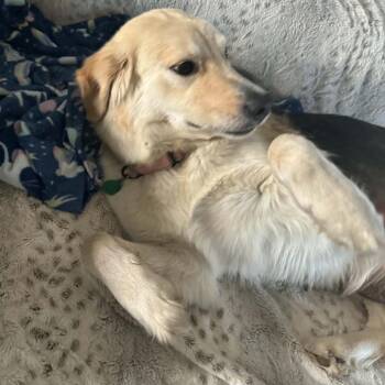 Mixed Breed Dogs Available for Adoption - Pixar | PetCurious