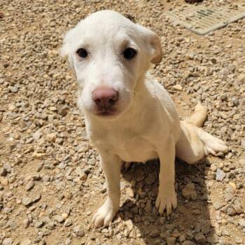 JANUARY 9992 -  Mixed Breed Dog for Adoption in Loxahatchee Groves, Florida - JANUARY 9992 | PetCurious