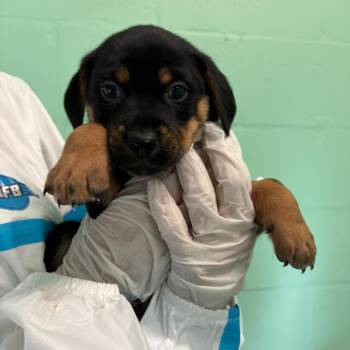 Quartz 7874 -  Mixed Breed Dog for Adoption in Loxahatchee Groves, Florida - Quartz 7874 | PetCurious