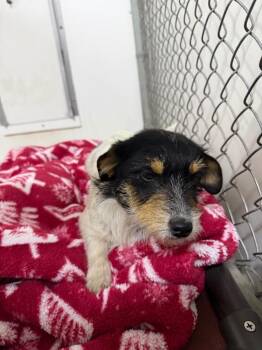Wirehaired Terrier and Mixed Breed Dogs Available for Adoption - Allie | PetCurious