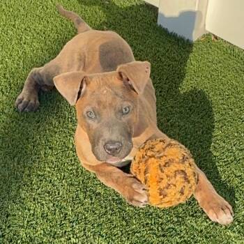 Granger -  Mixed Breed Dog for Adoption in Naperville, Illinois - Granger | PetCurious