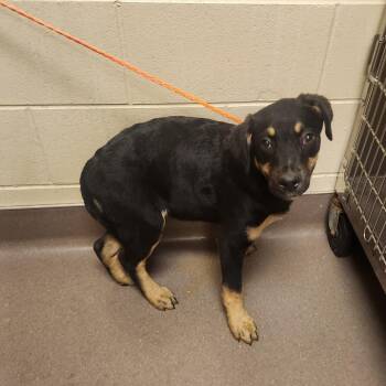 Shepherd Dogs Available for Adoption - Able | PetCurious