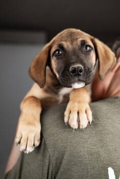 Labrador Retriever Dogs Available for Adoption in Brighton, Colorado - 423-26 | PetCurious