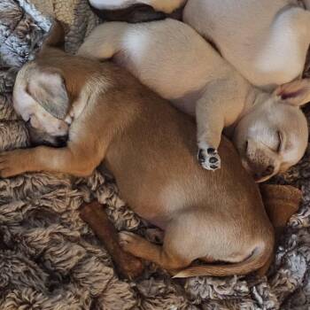 Nibblet -  Chihuahua and Dachshund Dog for Adoption in Austin, Texas - Nibblet | PetCurious