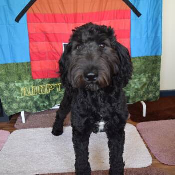 Penny -  Sheepadoodle Dog for Adoption in Rosalia, Kansas - Penny | PetCurious
