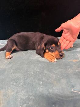 Tucker -  Beagle Dog for Adoption in Mount Laurel Township, New Jersey - Tucker | PetCurious
