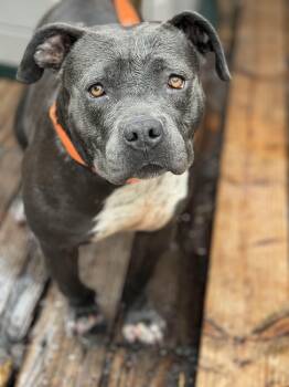 GRACIE -  Pit Bull Terrier Dog for Adoption in San Francisco, California - GRACIE | PetCurious