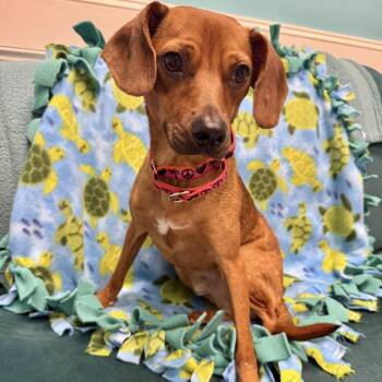 Lito -  Chihuahua Dog for Adoption in Houston, Texas - Lito | PetCurious