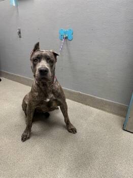 ELENA -  Cane Corso Dog for Adoption in Las Vegas, Nevada - ELENA | PetCurious