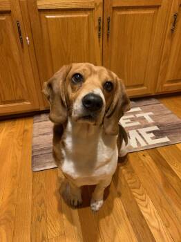 Cash: My Home to Yours (Not at the shelter) -  Beagle Dog for Adoption in Rustburg, Virginia - Cash: My Home To Yours (Not At The Shelter) | PetCurious