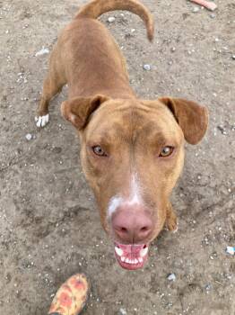 Nike -  Pit Bull Terrier Dog for Adoption in Pahrump, Nevada - Nike | PetCurious