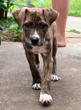 Plott Hound Dogs Available for Adoption in Elkhorn, Wisconsin - Piper | PetCurious